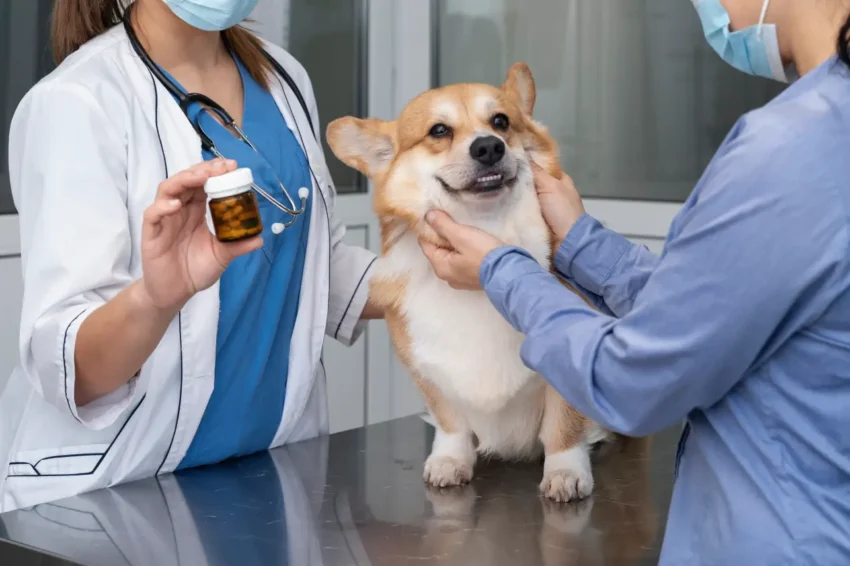 veterinarian-taking-care-pet-dog
