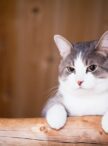 cat-watching.jpg